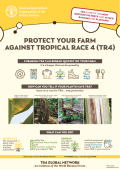 Proteja su finca contra la Raza 4 tropical (R4T)